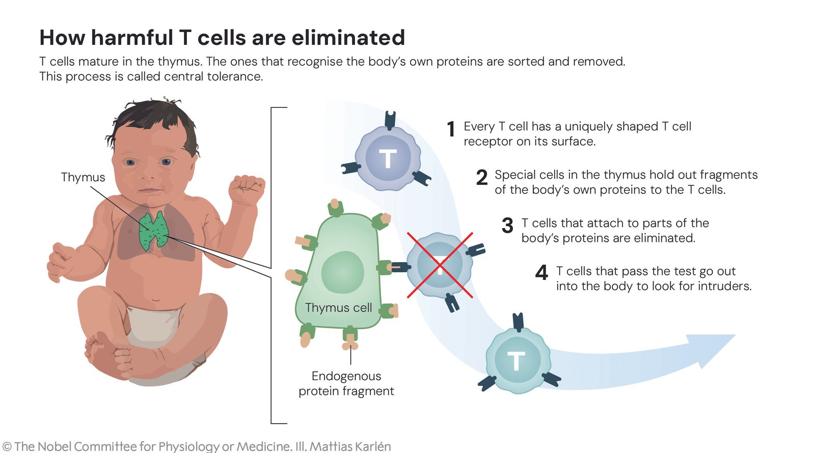 How harmful T cells are eliminated - central tolerance in thymus
